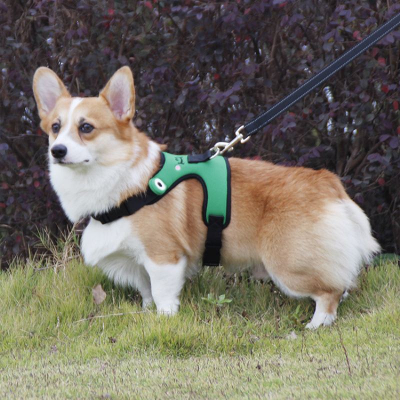 Roztomilá Žába Hrudní Popruh Corgi Fight Trakční Vesta Pro Mazlíčky